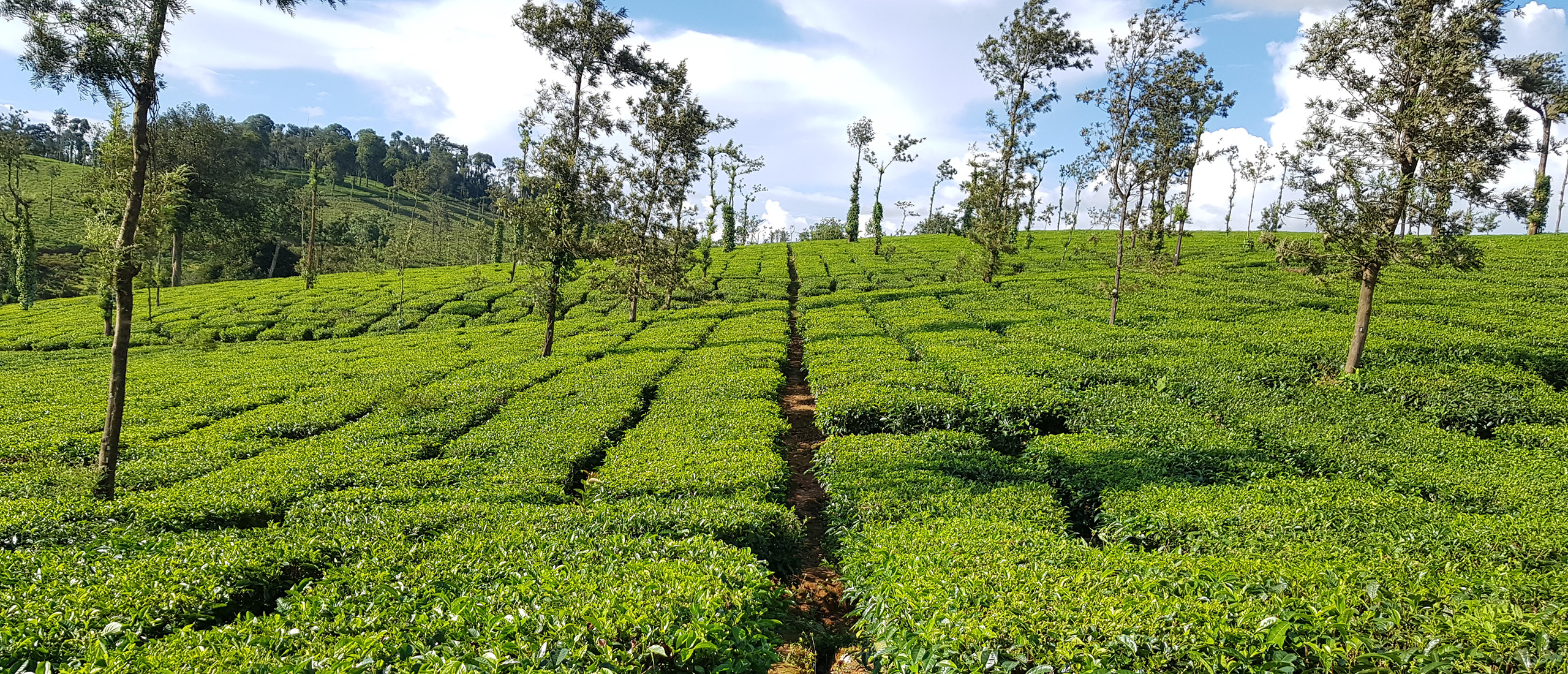 Tea Estate Landscape
